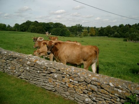 the young jersey cows usually arrive in august